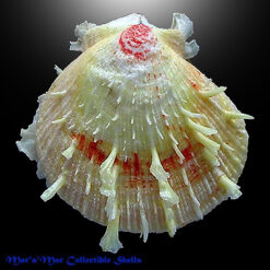 Spondylus ictericus Reeve, 1856