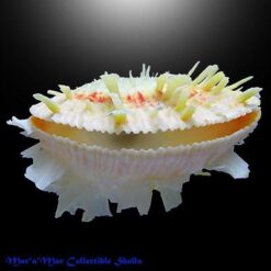 Spondylus ictericus Reeve, 1856 - Imagem 2