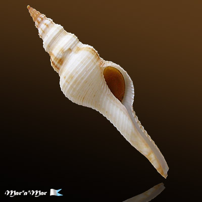 Fusinus dilectus (A. Adams,1856)