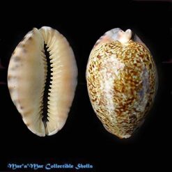 Cypraea (Pseudozonaria) arabicula Lamarck, 1819