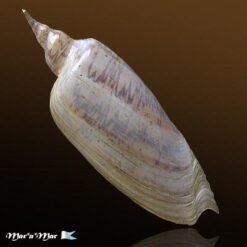 Zidona dufresneyi (Donovam, 1823) - Imagem 2