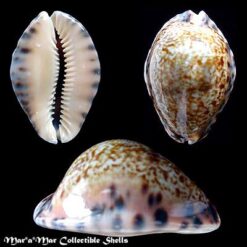 Alternative view of Cypraea (Pseudozonaria) arabicula Lamarck, 1819