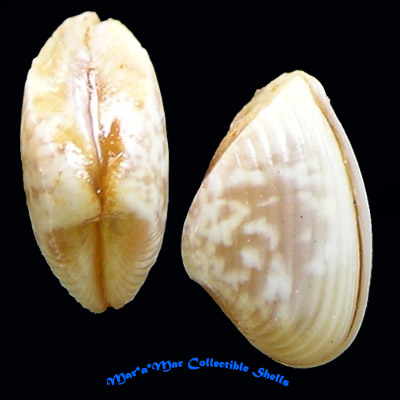 Corbula contracta Say, 1822