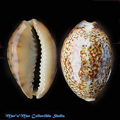 Cypraea (Zonaria) robertsi Hidalgo, 1906