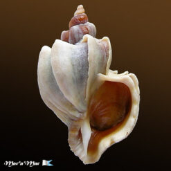 Trophon geversianus lamellosa Castellanos, 1993