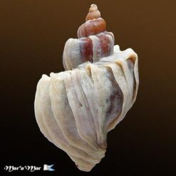 Alternative view of Trophon geversianus lamellosa Castellanos, 1993