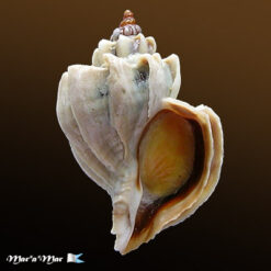 Trophon geversianus lamellosa Castellanos, 1993