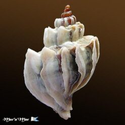 Alternative view of Trophon geversianus lamellosa Castellanos, 1993