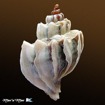 Trophon geversianus lamellosa Castellanos, 1993 - Image 2