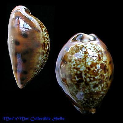 Cypraea (Zonaria) robertsi Hidalgo, 1906 - Imagem 2