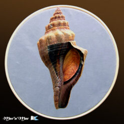 Pugilina tupiniquim Abbate & Simone, 2015