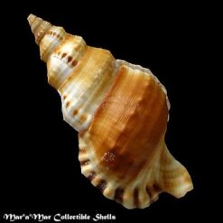 Alternative view of Ranella gemmifera (Euthyme, 1889)