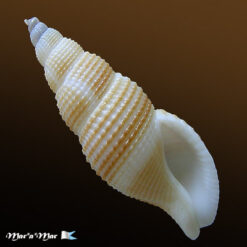 Metula gigliotii Coltro, 2005*