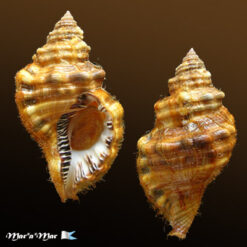 Monoplex parthenopeus (Salis Marschlins, 1793)