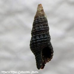 Dolicholatirus cayohuesonicus (Sowerby, 1878)