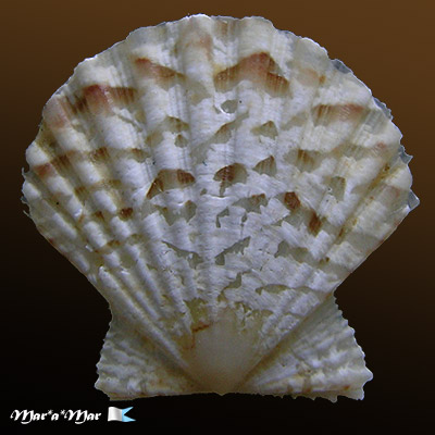 Brachtechlamys antillarum (Recluz, 1853)