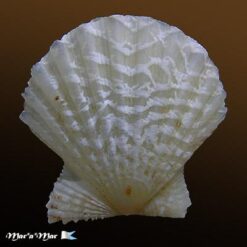 Brachtechlamys antillarum (Recluz, 1853) - Imagem 2