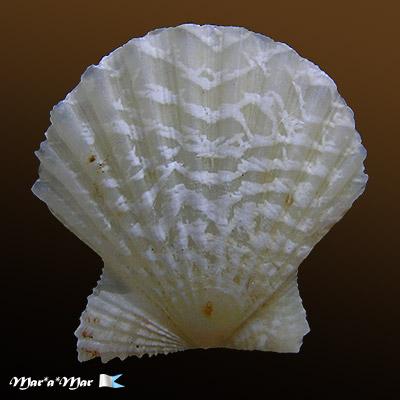 Brachtechlamys antillarum (Recluz, 1853) - Imagem 2