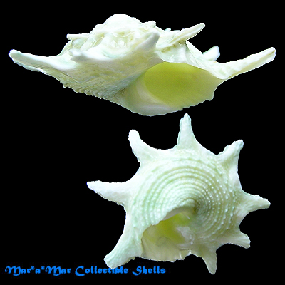 Astralium calcar (L., 1758)