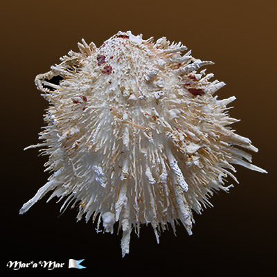 Spondylus aurispinae Damarco & Bologna, 2009