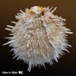 Spondylus aurispinae Damarco & Bologna, 2009 - Imagem 2