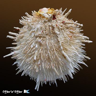 Spondylus aurispinae Damarco & Bologna, 2009 - Imagem 2