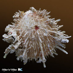 Spondylus aurispinae Damarco & Bologna, 2009