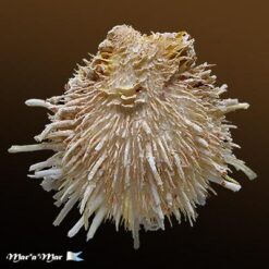 Spondylus aurispinae Damarco & Bologna, 2009 - Imagem 2