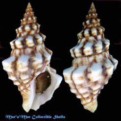 Leucozonia cerata (Wood, 1828)