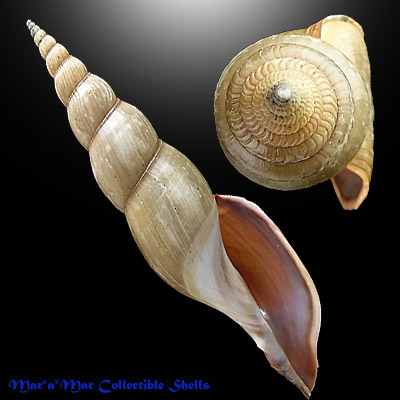 Calliotectum tibiaeformis williamsorum Rehder, 1972