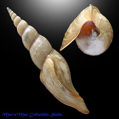 Alternative view of Calliotectum tibiaeformis williamsorum Rehder, 1972