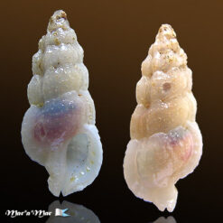 Aspella pyramidalis (Broderip, 1833)