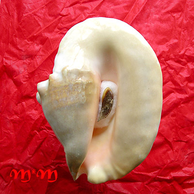 Strombus goliath Schröter, 1805