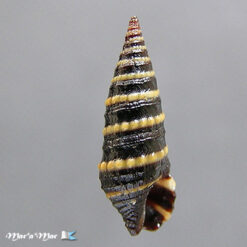 Pilsbryspira loxospira (Pilsbry & Lowe, 1932)