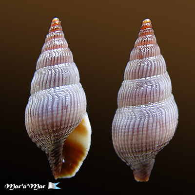 Crassispira sp.