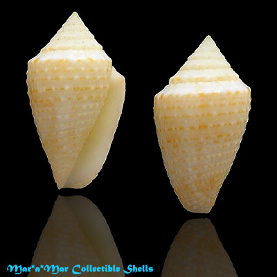 Conus henckesi Coltro 2004