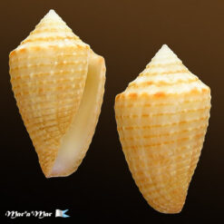 Conus henckesi Coltro 2004