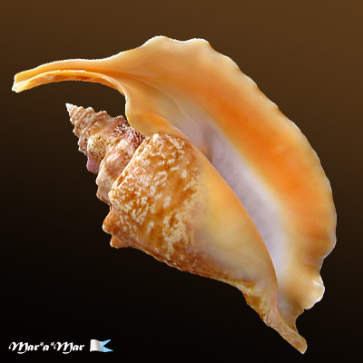 Strombus gallus Linnaeus, 1758