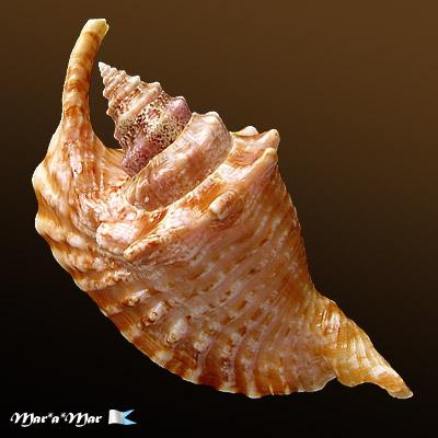 Strombus gallus Linnaeus, 1758 - Imagem 2