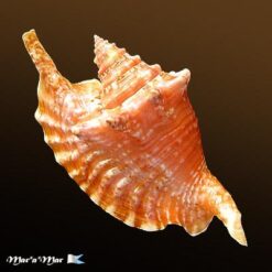 Strombus gallus Linnaeus, 1758 - Imagem 2
