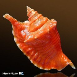 Strombus gallus Linnaeus, 1758 - Imagem 2