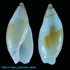 Amalda josecarlosi Pastorino, 2003*