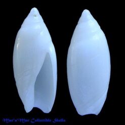 Alternative view of Amalda josecarlosi Pastorino, 2003*