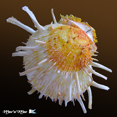 Spondylus americanus Hermann, 1781