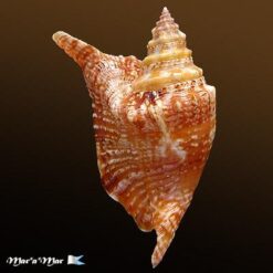 Strombus gallus Linnaeus, 1758 - Imagem 2