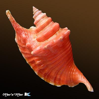 Strombus gallus Linnaeus, 1758 - Imagem 2