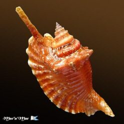 Strombus gallus Linnaeus, 1758 - Imagem 2