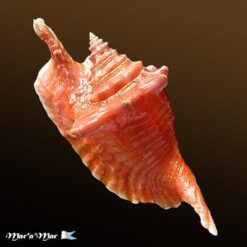 Strombus gallus Linnaeus, 1758 - Imagem 2