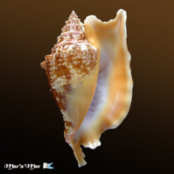 Strombus gallus Linnaeus, 1758