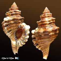 Monoplex parthenopeus (Salis Marschlins, 1793)